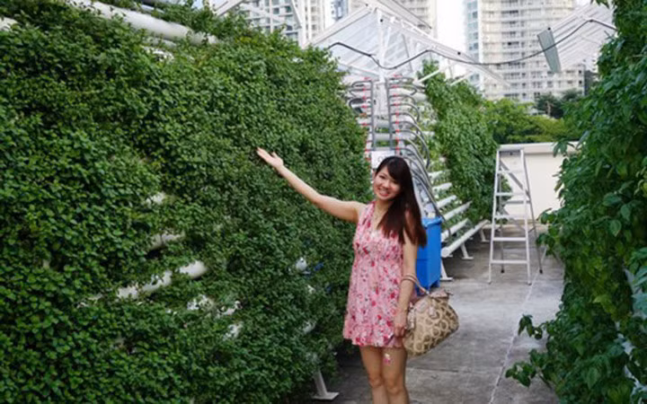 Công nghệ hiện đại giúp các rau củ trồng ở đây có năng suất cao. (Ảnh: Việt Nam Net)