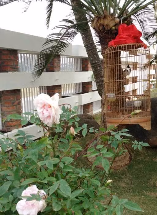 Nhiều người đồn rằng biệt thự theo phong cách nhà vườn của Trọng Tấn có giá trị lên tới hàng triệu USD. Nhưng chia sẻ mới đây, nam ca sĩ sinh năm 1978 cho biết vợ chồng anh xây dựng cơ ngơi này với số tiền ít hơn nhiều sự phỏng đoán của mọi người.