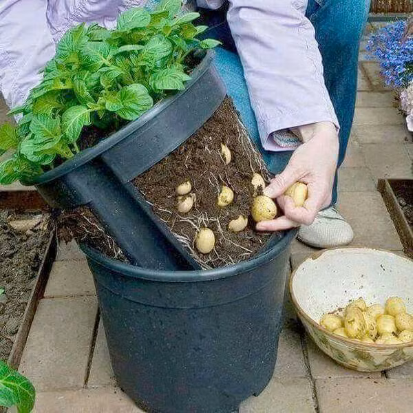 Nên chọn chậu sâu khoảng 20 cm. Lưu ý, đục lỗ nhỏ dưới đáy để chậu thoát nước, tránh ngập úng cho cây. Ảnh: Printest.