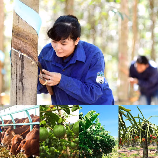 Theo đó, doanh nghiệp của bầu Đức (ông Đoàn Nguyên Đức) sẽ tập trung vào các ngành nghề cốt lõi như nuôi bò, mủ cao su, bất động sản tại Myanmar và đặc biệt là các loại cây ăn quả. Ảnh: Nld.