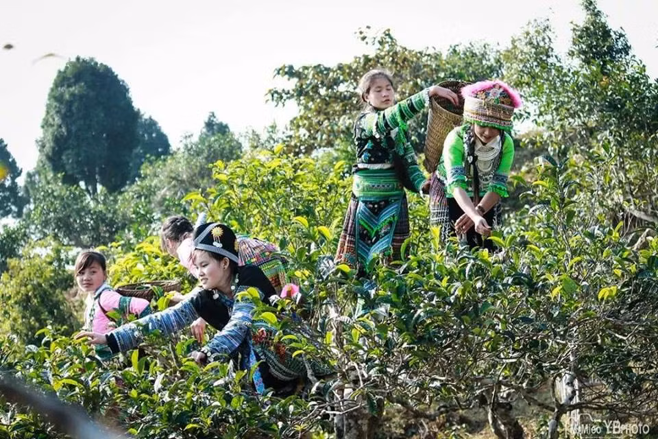 Chè shan tuyết "5 cực" chỉ có thể hái một vụ trong năm và mỗi vụ chỉ được hái trong vài ngày viên mãn nhất thay vì 3 - 4 vụ như các loại chè khác. Ảnh: Chesuoigiang.