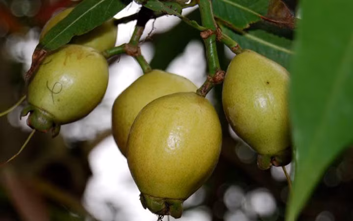 Vị của trái lý rất thơm, còn có tên gọi khác là Rose apple vì khi cắn vào là thấy vị hoa hồng trong đó (Ảnh: KT) 