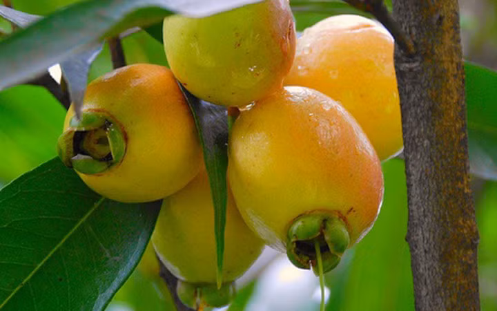 Trái lý còn có tên khác là táo hồng - Rose apple (Ảnh: KT) 