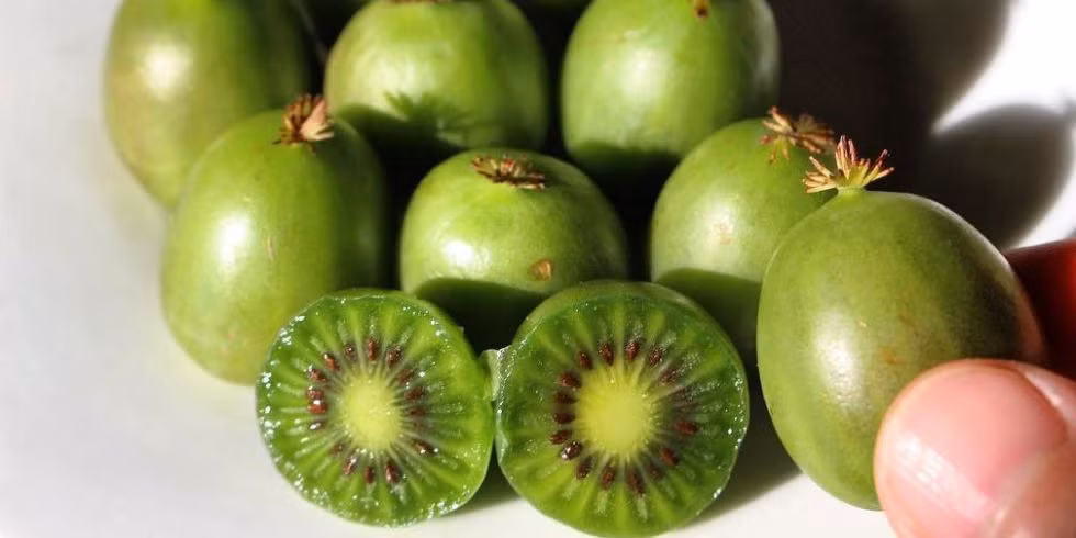 Nhiều người sành ăn cho biết, lúc đầu khi ăn kiwi tí hon sẽ có cảm giác vị chua dịu thoảng chút ngọt ngào, không khác kiwi bình thường. Ảnh: Delish.