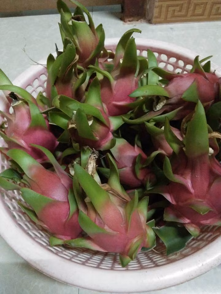 Quả nào cũng giống nhau, nhỏ nhỏ, đều tăm tắp. Ảnh: Facebook.