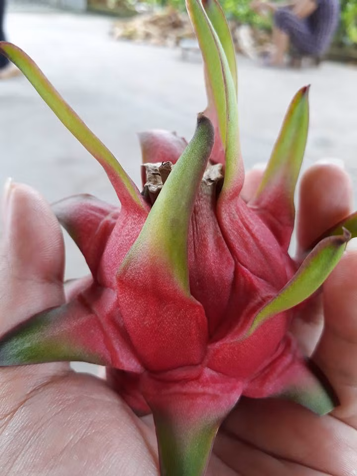 Thanh long quê mới hái xuống ngọt lim, nhưng để xuống đường 2 - 3 ngày thì giảm độ ngọt. Ảnh: Facebook.