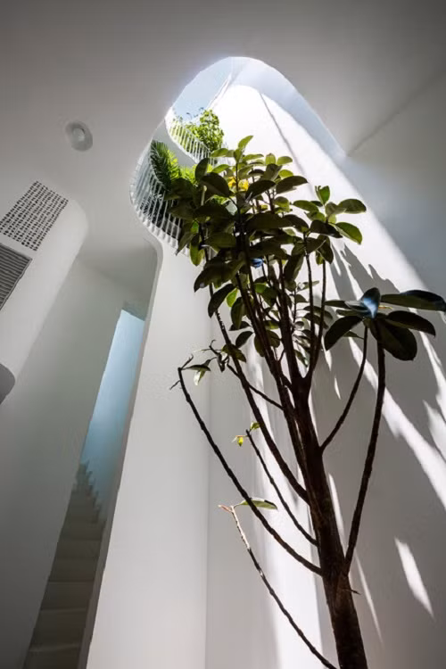 Tâm điểm của ngôi nhà là sự tương tác hài hòa giữa ánh sáng và thiên nhiên.