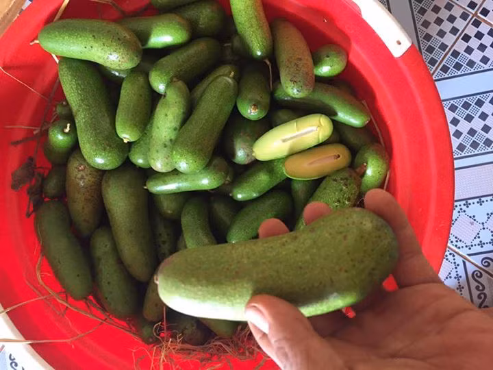 Mỗi trái bơ nặng khoảng 100 - 150g. Ảnh: Facebook.