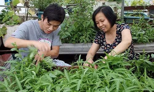 Chị Hiền làm y tá ở Bệnh viện Việt Đức nên công việc khá bận rộn. Bởi vậy, anh Khánh là người chăm sóc chính cho khu vườn. Anh đi mua hạt giống, cây con ở chợ, gò các khay trồng rau từ chính các tấm tôn bỏ đi.