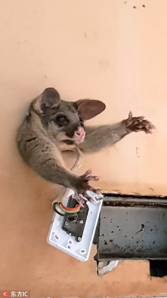 Tại Melbourne, Australia, một người phụ nữ có tên Jo Stevens phát hiện ra một con chồn vì quá béo đã mắc kẹt trong bức tường nhà cô.