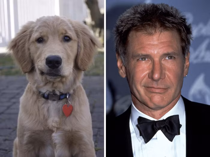 Chú chó có điệu cười nhếch mép hệt như tài tử Harrison Ford.
