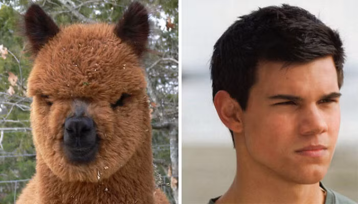 Con lạc đà cừu Alpaca này chắc hẳn phải thích thú lắm khi được so sánh với anh chàng "người sói" điển trai Taylor Lautner.
