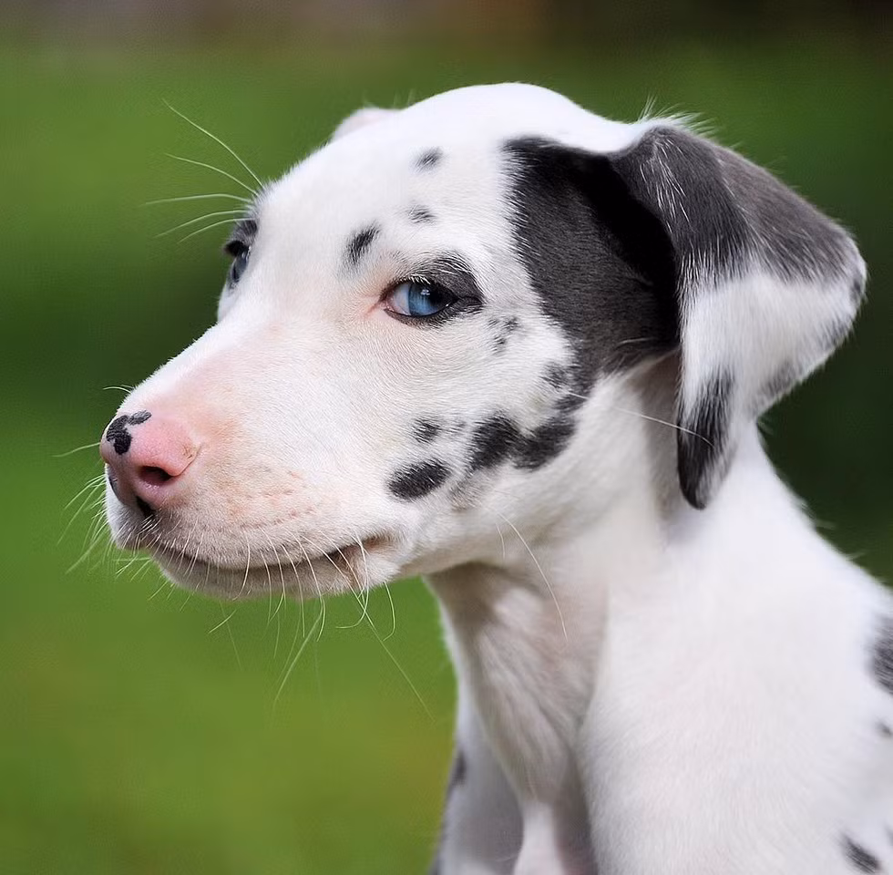 Dù không cố ý, khuôn mặt của Mutka vẫn luôn khiến người ta bật cười vì nhìn "đểu đểu".