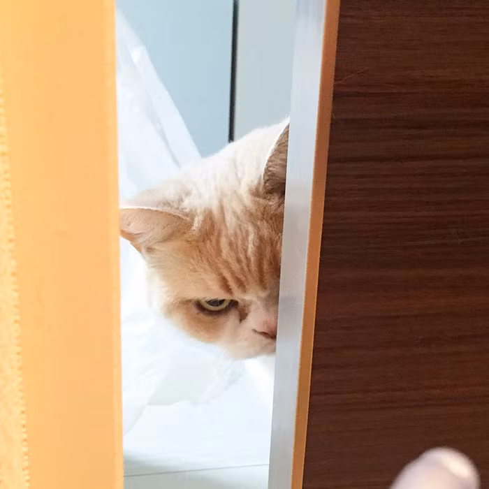 Mỗi hình ảnh của cô mèo giận dữ này đều nhận được hàng ngàn lượt like và share.
