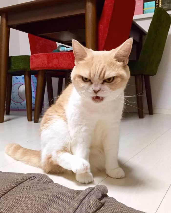 Koyuki thuộc giống mèo Scottishfold, đã được 9 tuổi, nếu tính theo tuổi mèo, cô nàng đã là một phụ nữ trung niên.