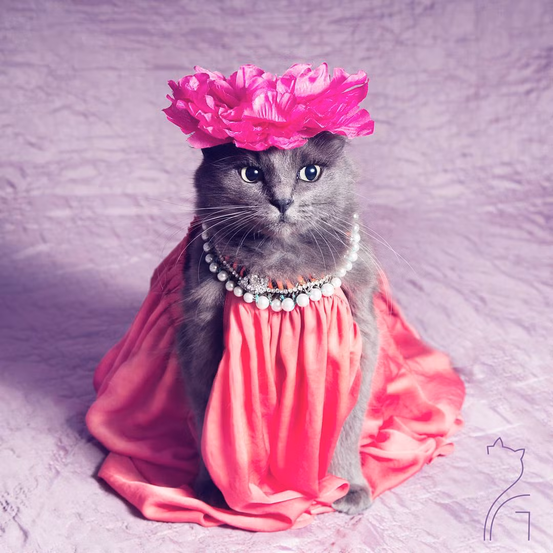 Tài khoản Instagram của Pitzush có tên là Puss In Glam đang nhận được sự quan tâm cực lớn từ cộng đồng những người yêu động vật nói riêng và cộng đồng Instagram nói chung.