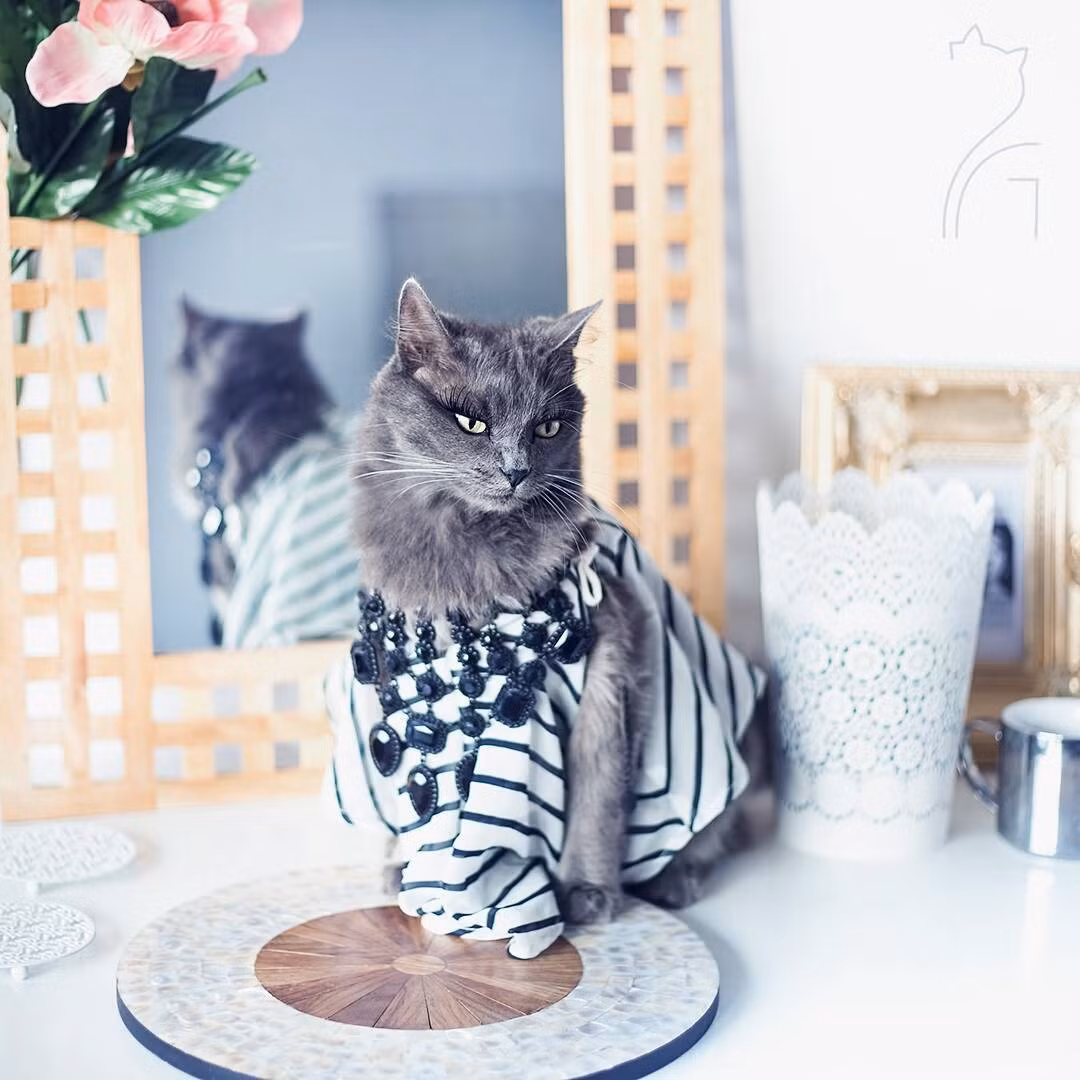 Nếu bạn là một tín đồ của Instagram, trang mạng xã hội chia sẻ ảnh lớn nhất thế giới, chắc hẳn bạn phải biết rằng, mèo chính là linh vật của mạng xã hội này. Có hàng tỉ những bức ảnh về loài động vật dễ thương này được cư dân mạng chia sẻ từ giây, từng phút.