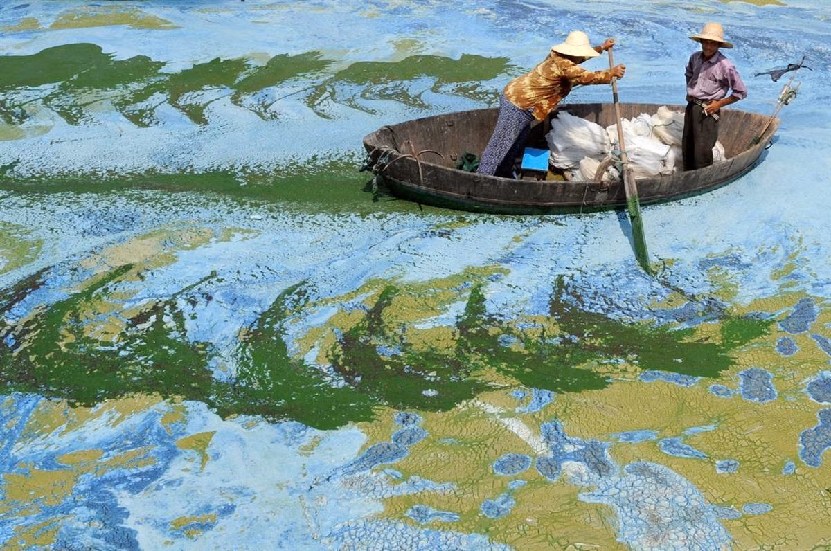 Không phải là một tác phẩm nghệ thuật sắp đặt, đây là ảnh thực khi ngư dân Trung Quốc chèo thuyền qua hồ Chaohu, nơi mặt hồ phủ đầy tảo.