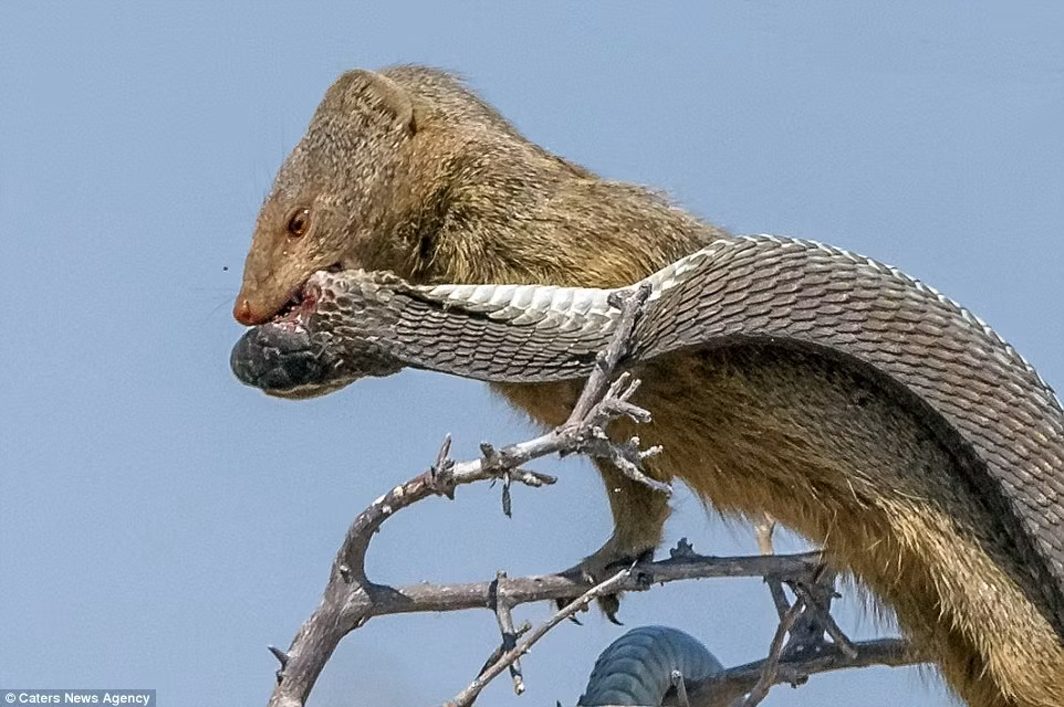 Cầy mongoose không phải loài sát thủ máu lạnh nhưng chúng rất hung hăng khi cần thiết. Từng có việc một con cầy mongoose đã dũng cảm đánh bại 4 con sư tử con và trốn thoát.