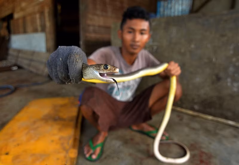 Trong ngành công nghiệp may mặc, sản xuất túi xách, giày dép và các phụ kiện thời trang khác, da rắn là một mặt hàng cực kỳ cần thiết. Nhiều sản phẩm hàng hiệu đều làm từ da rắn thật.