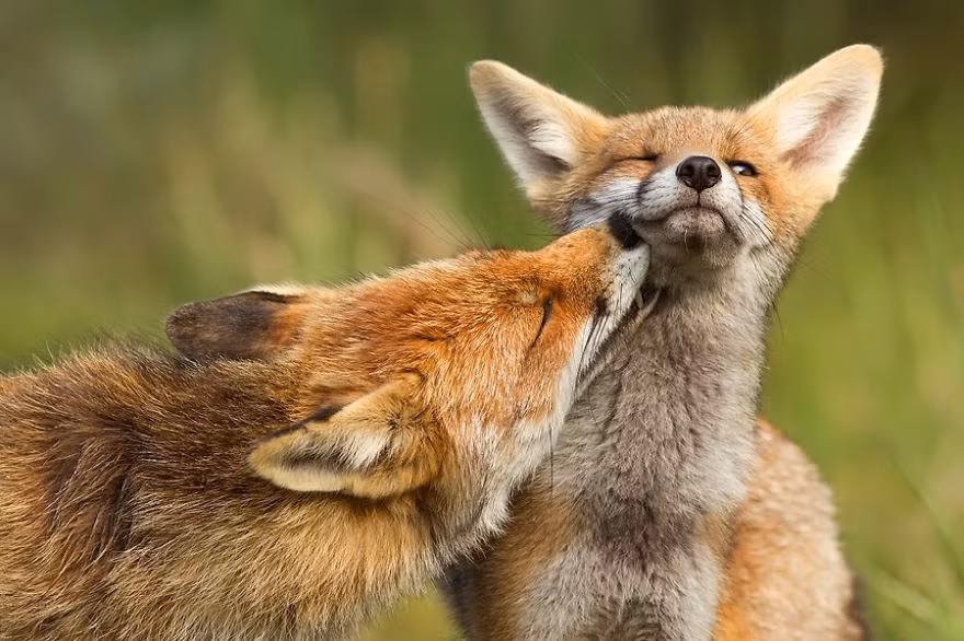 Nhiếp ảnh gia tài năng người Hà Lan, Roeselien Raimond khiến nhiều người phải ngưỡng mộ loài cáo đỏ hoang dã bởi tình yêu đích thực của loài động vật này.