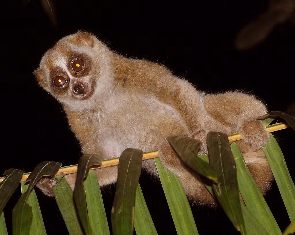 Chúng còn được coi là loài khỉ nhỏ nhất Việt Nam với chiều dài của một con Nycticebus pygmaeus trưởng thành chỉ từ 19 - 23cm, trọng lượng từ 377 gram đến 450gram.