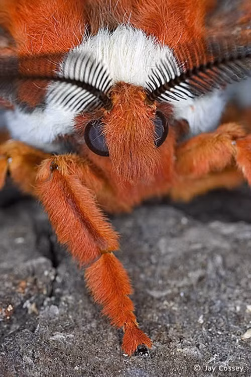 Còn được gọi là "Robin Moth", bướm ma Cecropia là một trong những loài bướm đêm lớn nhất ở Bắc Mỹ, thuộc nhóm Bướm lụa khổng lồ. Chiều dài sải cánh của chúng lên tới 16cm, thường bay vào ban đêm và chỉ xuất hiện trong thời gian ngắn ngủi nhưng một khi xuất hiện, loài bướm này khiến người ta không chỉ ngạc nhiên mà còn sợ hãi trước kích thước khổng lồ và màu sắc sặc sỡ của mình.