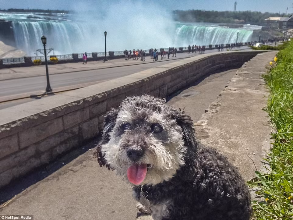 Willie thè lưỡi chụp ảnh ở thác Niagara.