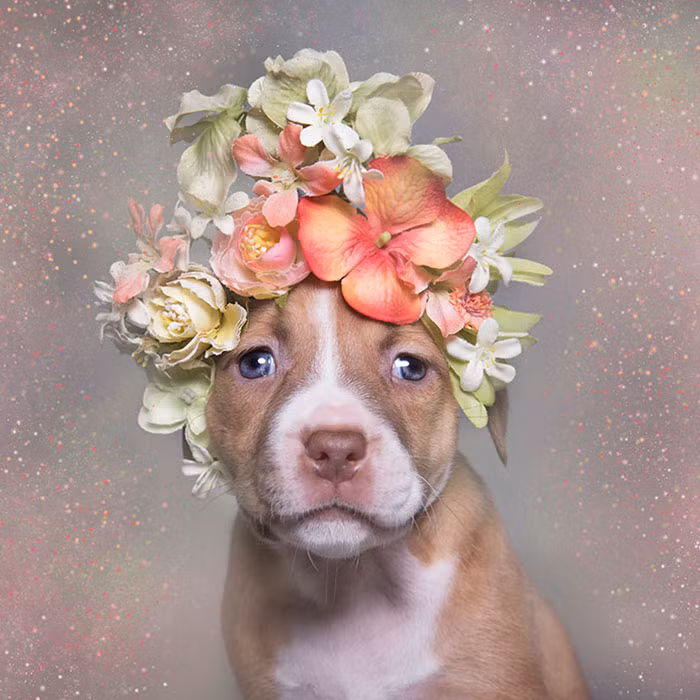 Theo thống kê, đã có hơn 140 chú chó Pit bull được nhận nuôi sau khi tham gia vào dự án ảnh chó Pit bull cùng hoa của nhiếp ảnh gia Sophie Gamand.