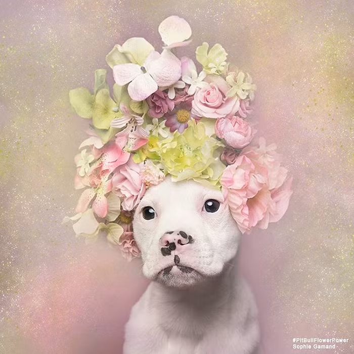 Cách đây hơn một năm, dự án chụp ảnh những con chó Pit bull đội vòng hoa của nhiếp ảnh gia Sophie Gamand gây được tiếng vang rất lớn, giúp hàng trăm chú chó Pit bull mồ côi, không nơi nương tựa ở các trung tâm cứu hộ tìm được một gia đình mới.