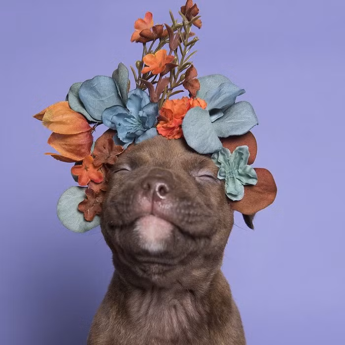 Nhiếp ảnh người Pháp, Sophie Gamand vẫn miệt mài với dự án "Flower Power, Pit Bulls Of The Revolution", chụp ảnh những con chó Pit bull mồ côi khoe dáng, khoe vẻ đáng yêu khỏe mạnh của mình với những bông hoa cực dễ thương.