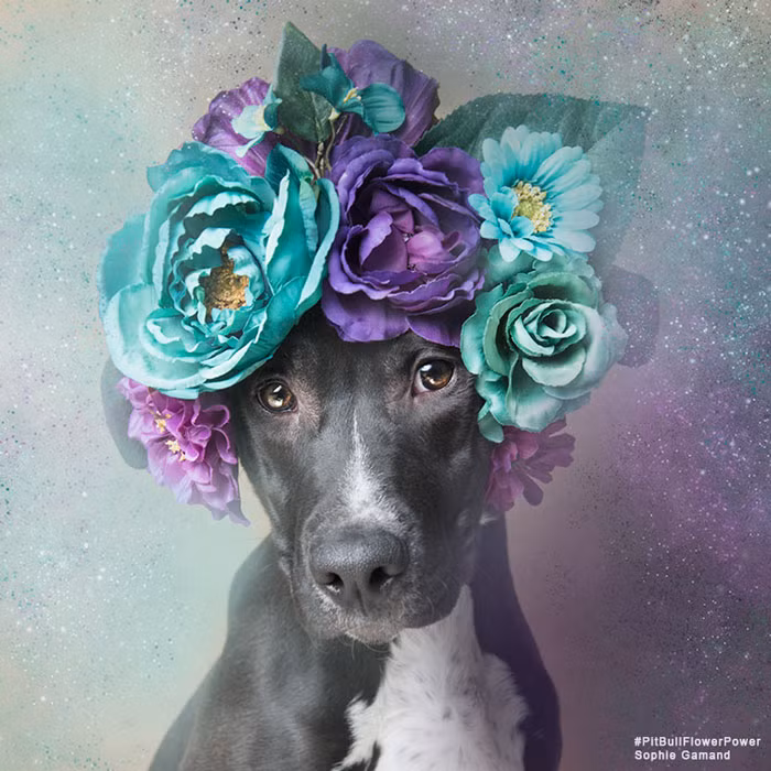 Cùng với sự phát triển của dự án, tài khoản Instagram đầy ắp hình ảnh những con chó Pit bull khoe dáng cùng hoa của nhiếp ảnh gia Sophie cũng đã trở nên nổi tiếng, thu hút tới hơn 70.000 người theo dõi.