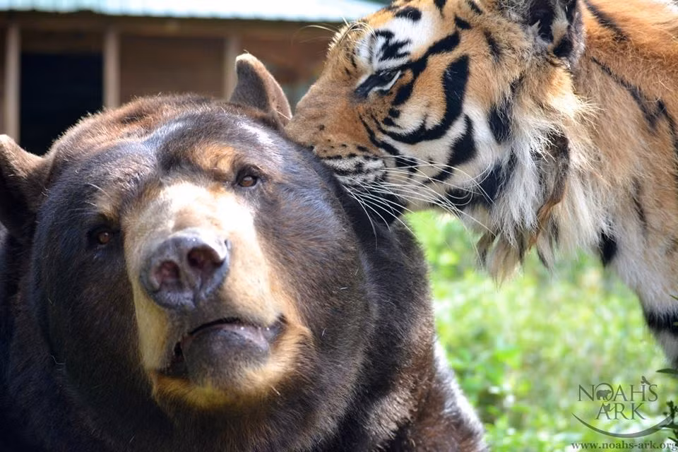 Hổ Shere Khan luôn tinh nghịch nhất trong ba anh em, chú ta vẫn thường trêu chọc anh gấu và lém lỉnh chòng ghẹo sư tử. Mặc cho thời gian trôi đi, Shere Khan vẫn nghịch ngợm như thế.