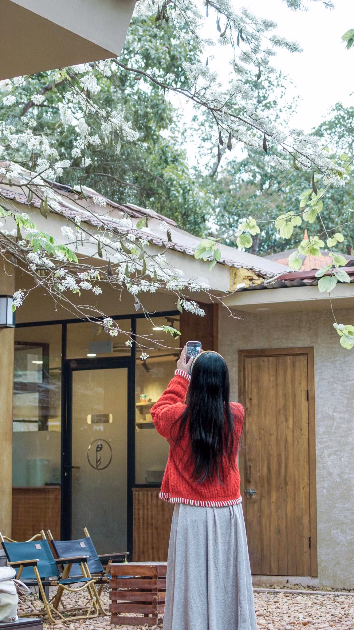 Vào giai đoạn nở rộ, những cây sưa đổi màu trắng như tuyết, nổi bật nên được nhiều người yêu thích. (Ảnh: Phê La)