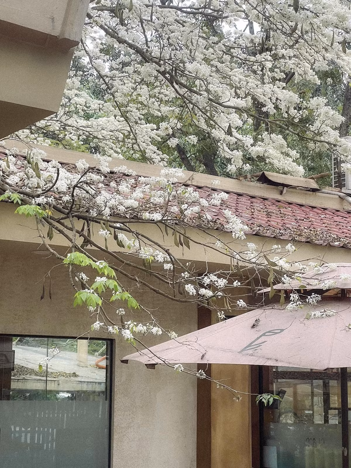 Dù hoa sưa chỉ nở rộ trong thời gian ngắn, nhưng điều đó không đồng nghĩa với việc ai đó có quyền hủy hoại vẻ đẹp ấy chỉ để phục vụ cho một bức ảnh cá nhân. Việc thưởng hoa văn minh, giữ gìn cảnh quan chung sẽ giúp Hà Nội luôn đẹp trong mắt mọi người. (Ảnh: Phê La)