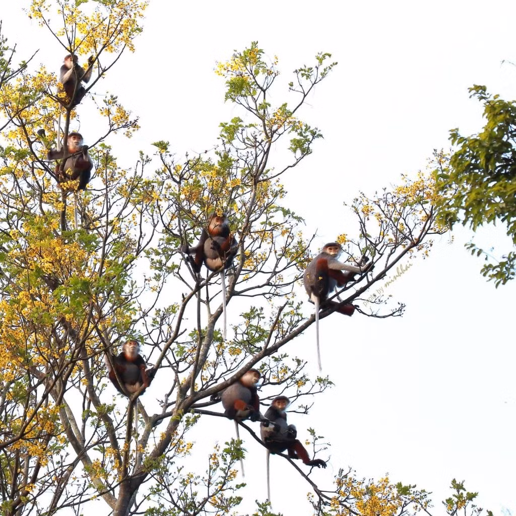 Bán đảo Sơn Trà không chỉ là một khu rừng đa dạng mà còn là nơi chứa đựng một trong những quần thể lớn nhất của voọc Chà vá chân nâu trên thế giới, với hơn 300 cá thể.