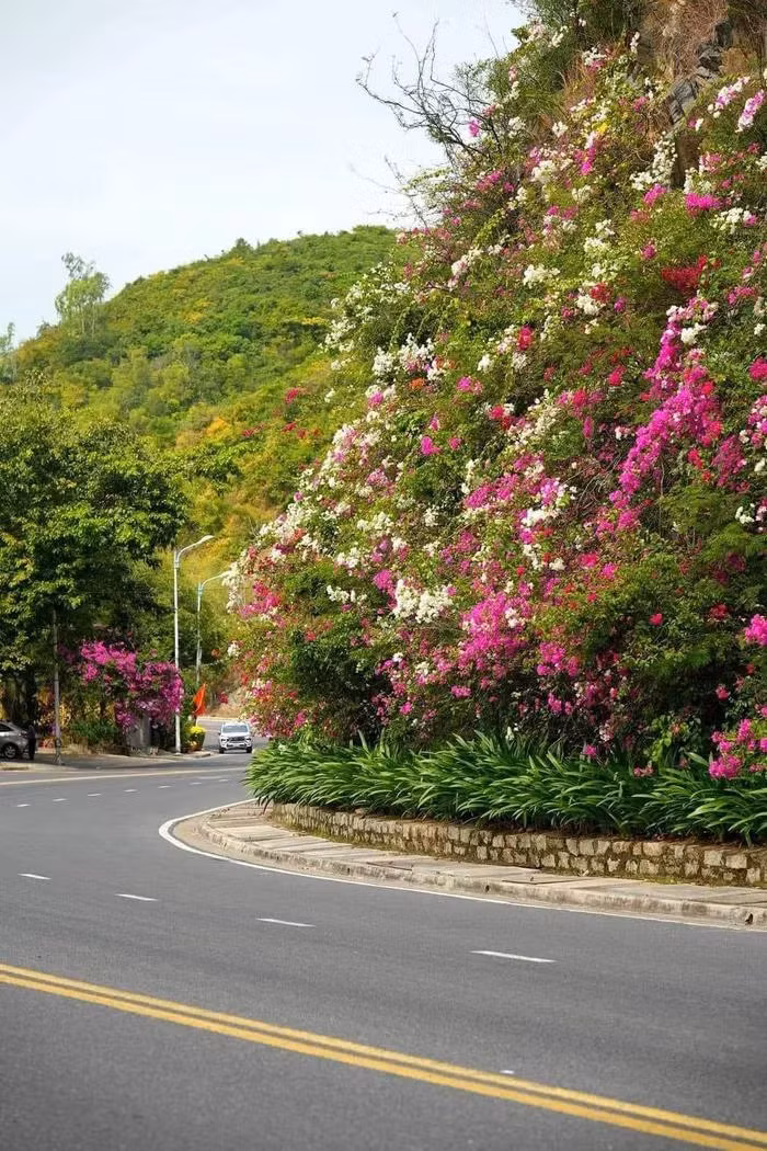 Dep ngan ngo sac hoa giay tren cung duong deo Luong Son Nha Trang-Hinh-4