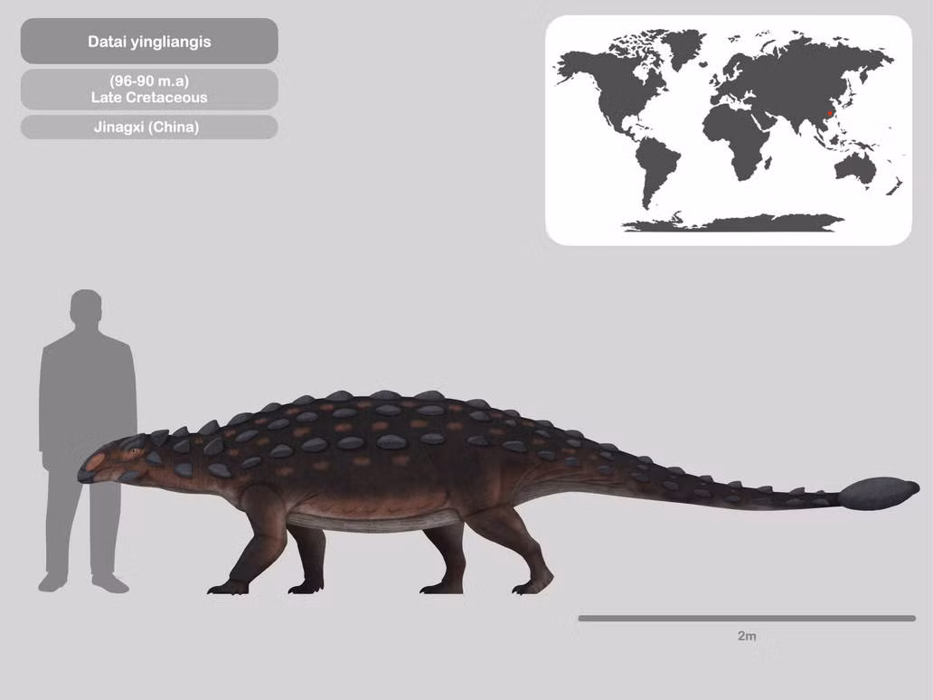 Các nhà nghiên cứu cho biết, Datai yingliangis là loài trung gian giữa các loài Ankylosaurid có niên đại lâu đời hơn từ châu Á và các loài Ankylosaurid hậu Cenomanian, giai đoạn đầu tiên của thế Phấn Trắng Muộn.