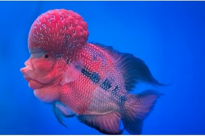3. Cá cichlid hoa sừng: Loài cá kỳ lạ này có đầu phồng lên và thường thu hút bạn tình bằng bướu gáy đặc biệt.
