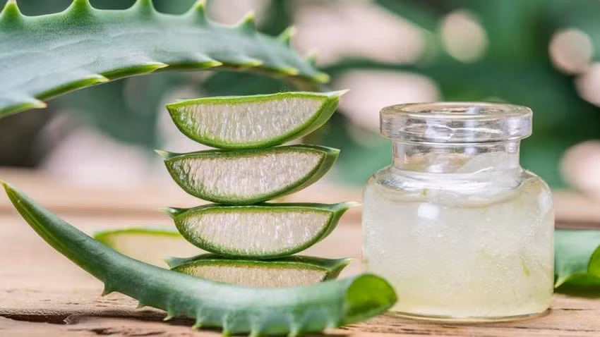 8 lợi ích sức khỏe tuyệt vời của nha đam 8 loi ich suc khoe tuyet voi cua nha dam