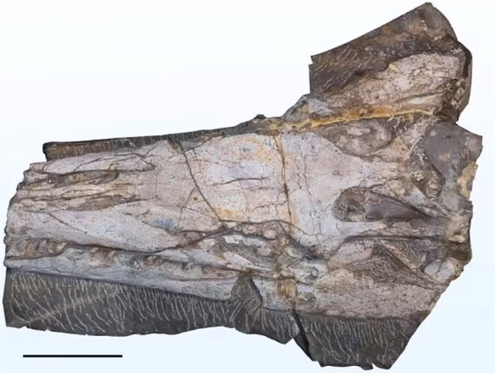 Yaguarasaurus regiomontanus được khai quật dưới dạng hóa thạch ở lớp đá vôi ở Mexico, có niên đại lên tới 90 triệu tuổi, trong Hệ tầng Agua Nueva của kỷ Phấn Trắng.