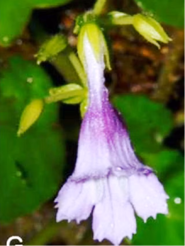 Mỹ nhụy răng cưa được đặt tên khoa học Deinostigma serratum F.Wen, L.N.Tuan &amp; D.Dien, thuộc họ Tai voi (Gesneriaceae), được tìm thấy mọc trên vách đá ẩm ướt, gần thác nước và bờ suối trong khu vực gần Rào Trăng, Phong Điền.