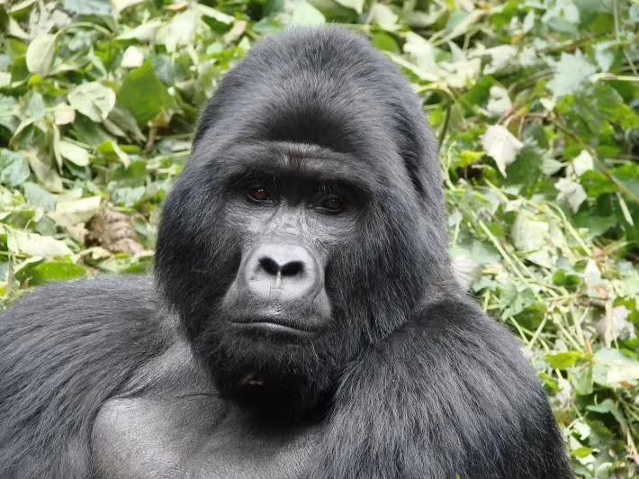 3. Khỉ đột núi: Khỉ đột núi sống chủ yếu ở Uganda và Cộng hòa Dân chủ Congo, số lượng dưới 900 cá thể trên thế giới. Mất môi trường sống và xâm lấn con người là nguyên nhân chính khiến loài này đối diện với nguy cơ tuyệt chủng.