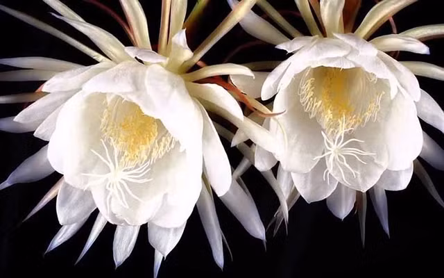 1. Hoa Quỳnh (Kadupul Flower): Hoa Quỳnh, hay còn được gọi là Kadupul Flower, được xếp vào hàng hoa hiếm và vô giá trên trang Mostluxuriouslist.