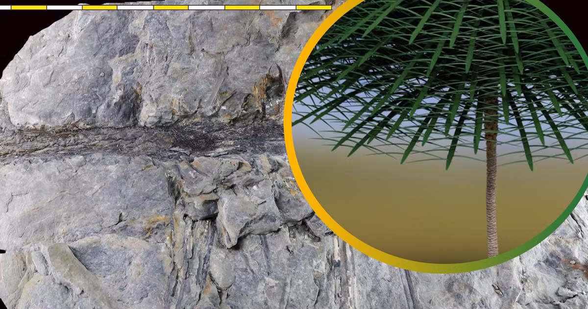 Điều độc đáo của Sanfordiaaulis densifolia là nó mọc cách xa bờ biển, trên lớp đất bên trong lục địa cổ đại, là một khám phá quan trọng trong lịch sử tiến hóa của thực vật.