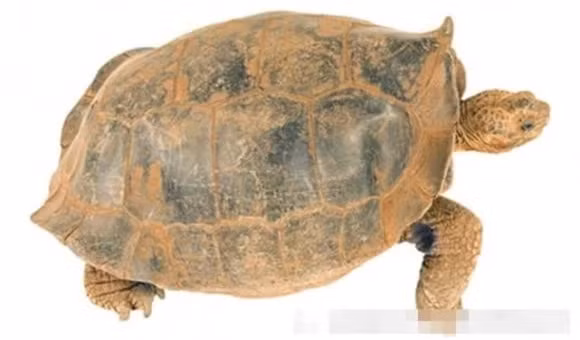 4. Rùa khổng lồ Floreana: Loài rùa này đã tuyệt chủng vào giữa thế kỷ 19 do săn bắt quá mức. Tuy nhiên, việc hồi sinh loài này cần phải có kỹ thuật nhân giống, một thách thức đang đứng trước các nhà khoa học.