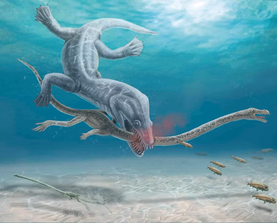 4. Chúa tể ma một nhát cắn đứt đôi thủy quái dài 6 m: Tanystropheus hydroides, một loài bò sát biển khổng lồ, được tìm thấy tại Monte San Giorgio.