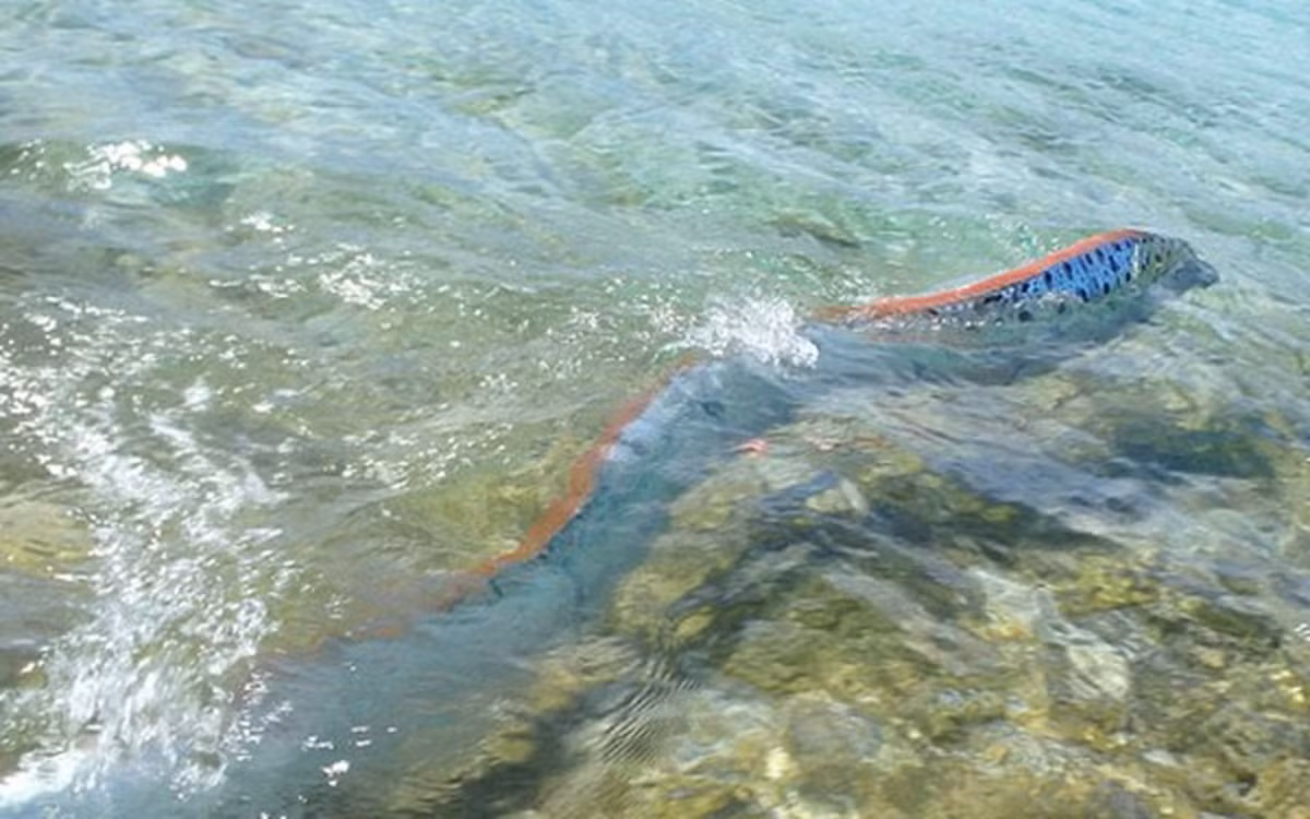 Mặc dù người Nhật tin rằng việc xác cá Oarfish trôi vào bờ biển là điềm báo sắp có động đất, nhưng việc này vẫn chưa được khoa học chứng minh. Các chuyên gia cũng cho rằng, do sống gần đáy biển, cá Oarfish có thể nhạy cảm hơn với các chuyển động đất, nhưng hiện chưa có nghiên cứu khoa học nào chứng minh được khả năng này.
