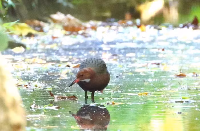 Tóm lại, chim Aldabra đã tiến hóa hai lần, trở lại từ cõi chết thông qua quá trình tiến hóa lặp đi lặp lại, nơi một loài bị tuyệt chủng, sau đó một loài khác xuất hiện và tiến hóa những đặc điểm tương tự để trở nên giống hệt loài đã mất.