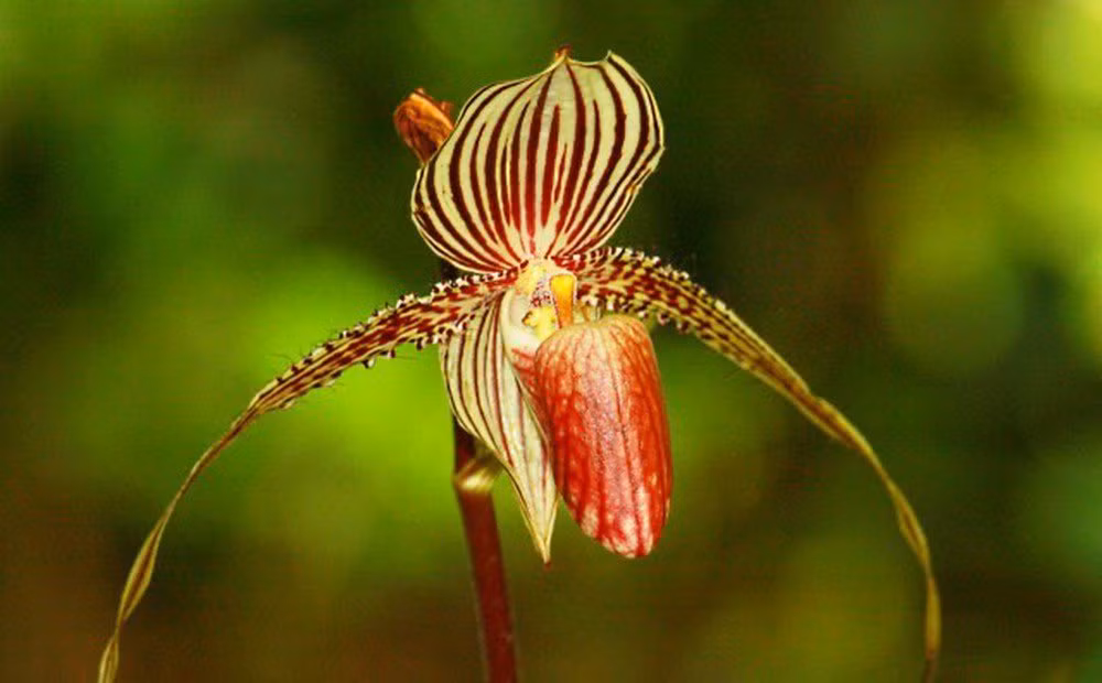 5. Phong lan Gold of Kinabalu: Loài hoa hiếm, chỉ được tìm thấy ở Vườn quốc gia Kinabalu của Malaysia, và có giá khoảng 136 triệu đồng.